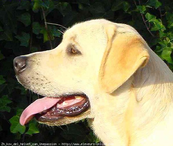 Photo de Labrador retriever