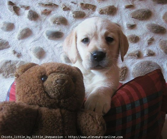 Photo de Labrador retriever