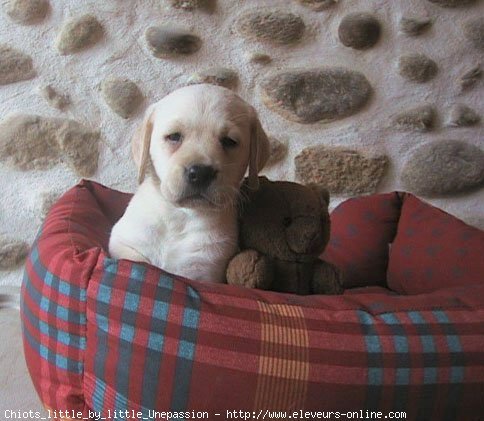 Photo de Labrador retriever