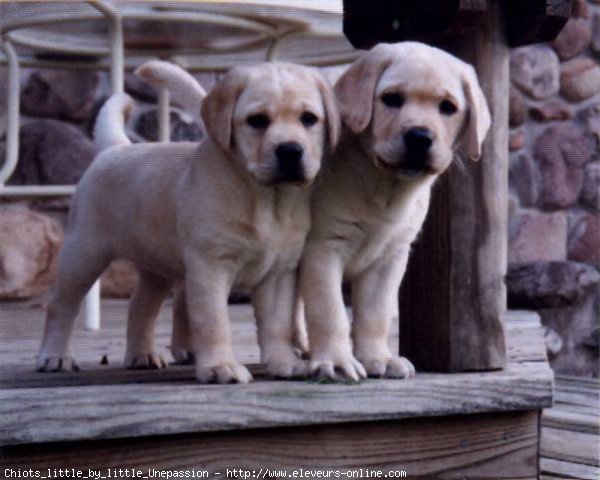 Photo de Labrador retriever