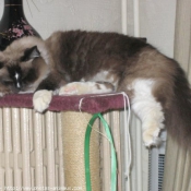 Photo de Ragdoll