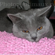 Photo de Chartreux