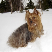 Photo de Yorkshire terrier