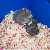 Photo de Hamster