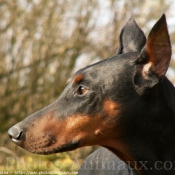 Photo de Dobermann