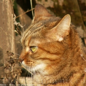 Photo de Chat domestique