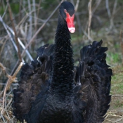 Photo de Cygne