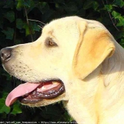 Photo de Labrador retriever