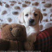 Photo de Labrador retriever