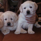 Photo de Labrador retriever