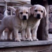 Photo de Labrador retriever