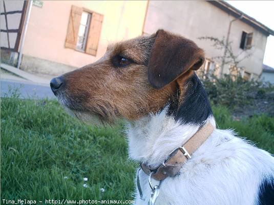 Photo de Fox terrier  poil dur