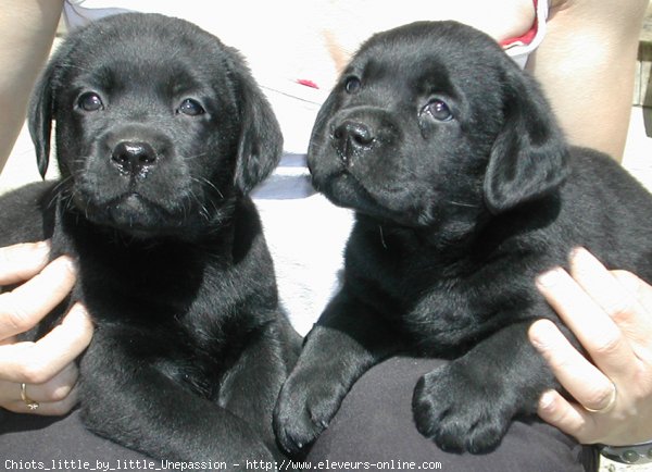 Photo de Labrador retriever