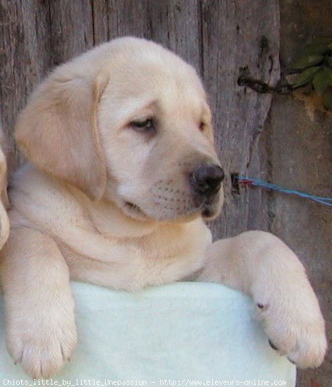 Photo de Labrador retriever