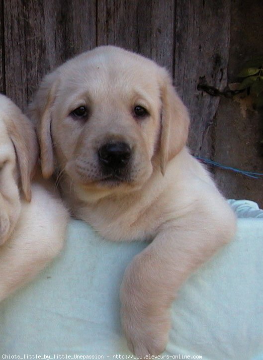 Photo de Labrador retriever