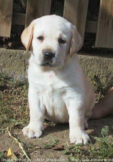 Photo de Labrador retriever