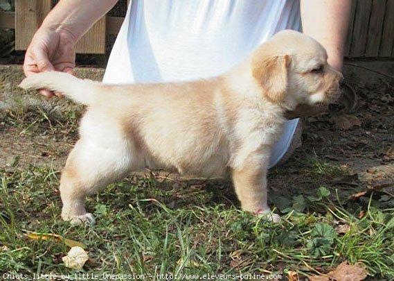 Photo de Labrador retriever