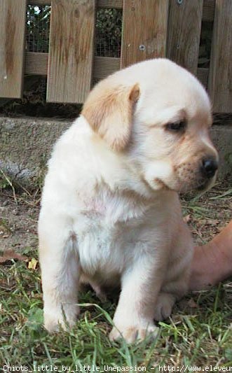 Photo de Labrador retriever