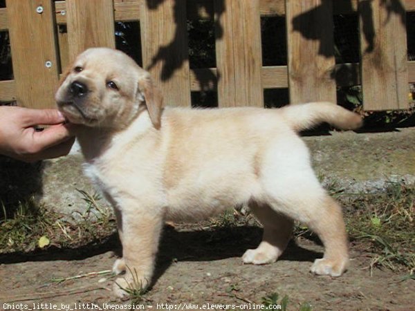 Photo de Labrador retriever