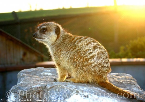 Photo de Suricate