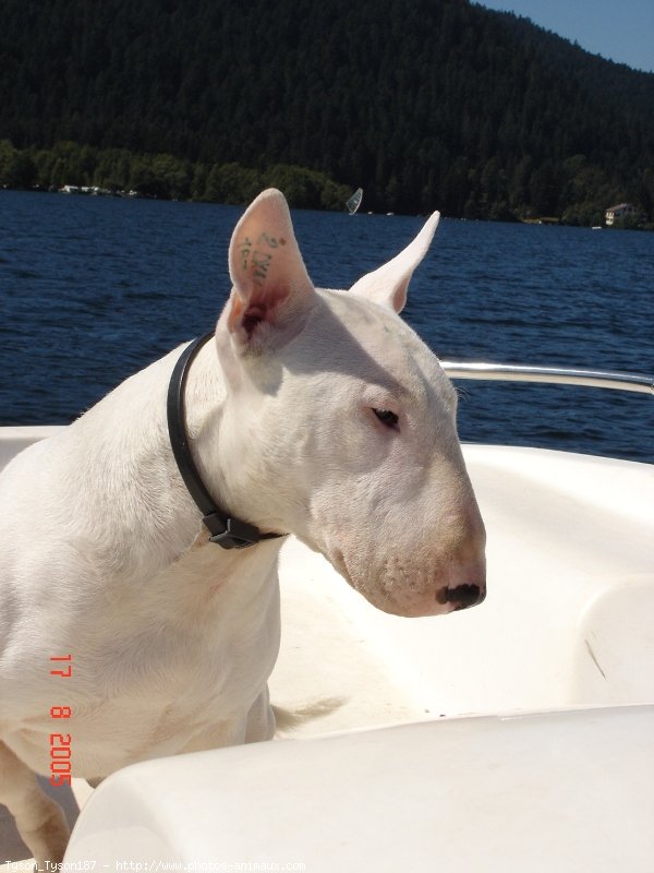 Photo de Bull terrier miniature