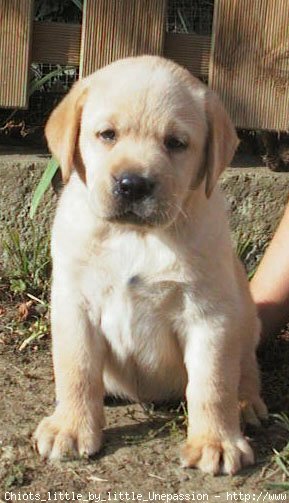 Photo de Labrador retriever