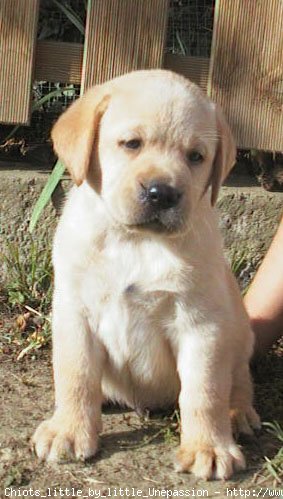 Photo de Labrador retriever