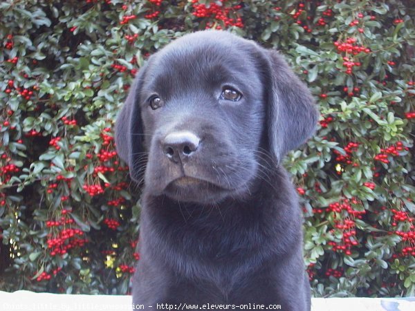 Photo de Labrador retriever