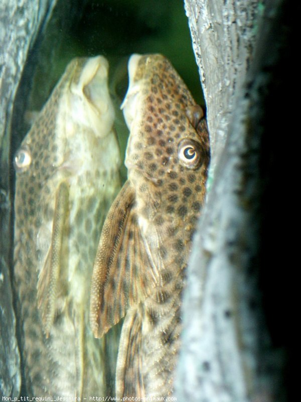 Photo de Poissons exotiques