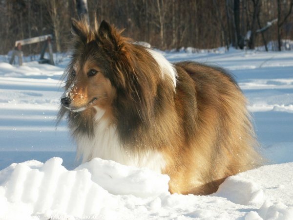 Photo de Chien de berger des shetland