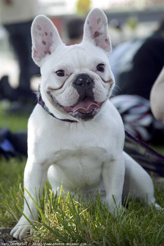 Photo de Bouledogue franais