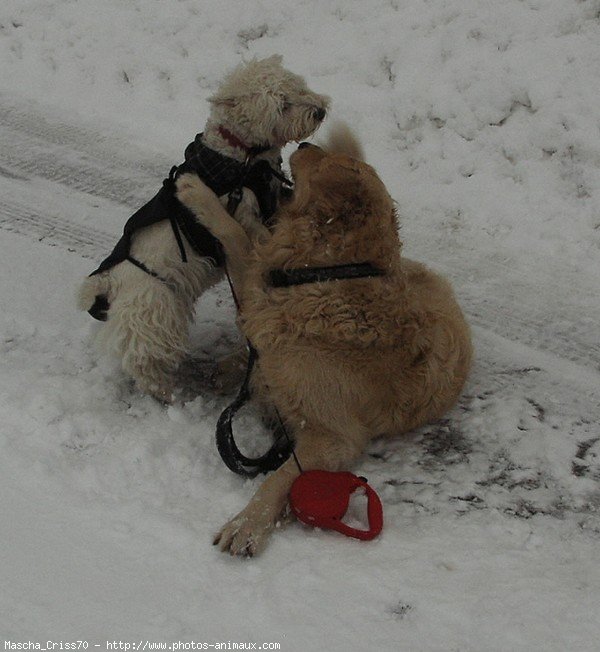 Photo de West highland white terrier