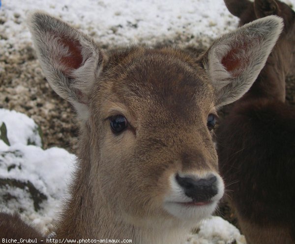 Photo de Biche