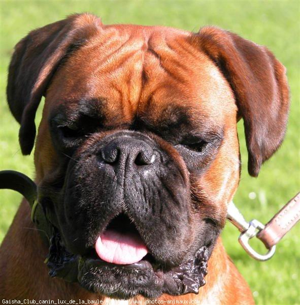 Photo de Boxer