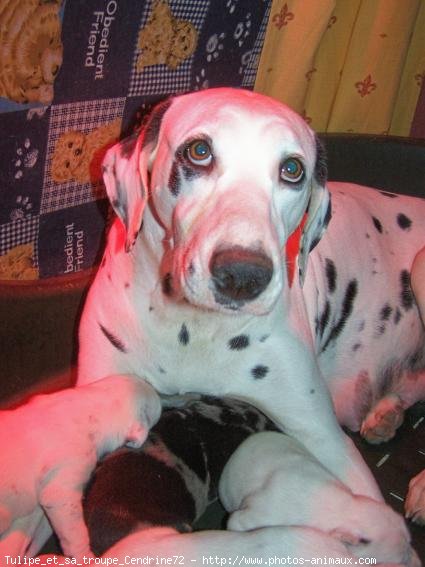 Photo de Dalmatien