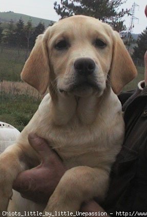 Photo de Labrador retriever