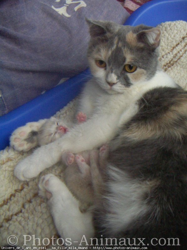 Photo de Scottish fold