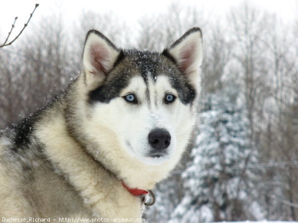 Photo de Husky siberien