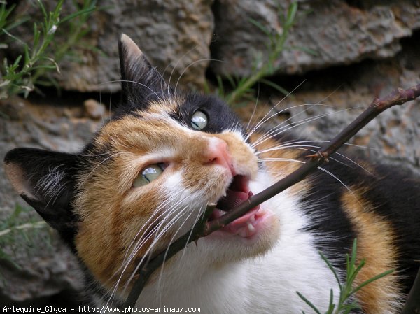 Photo de Chat domestique