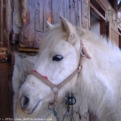 Photo de Camargue