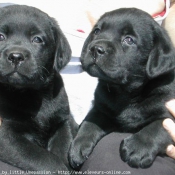 Photo de Labrador retriever