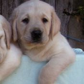 Photo de Labrador retriever