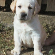 Photo de Labrador retriever