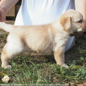 Photo de Labrador retriever