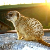 Photo de Suricate