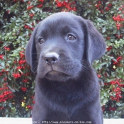 Photo de Labrador retriever