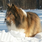 Photo de Chien de berger des shetland