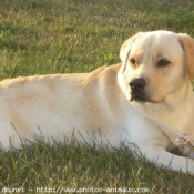 Photo de Labrador retriever