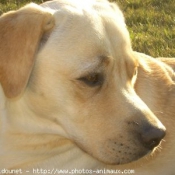 Photo de Labrador retriever