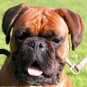 Photo de Boxer